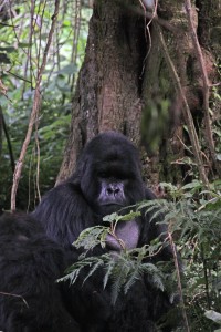 Gorilla Kurt