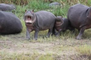 Hippos 2