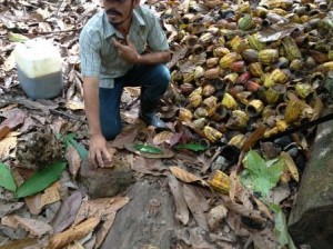 Justino explains the cacao harvesting process