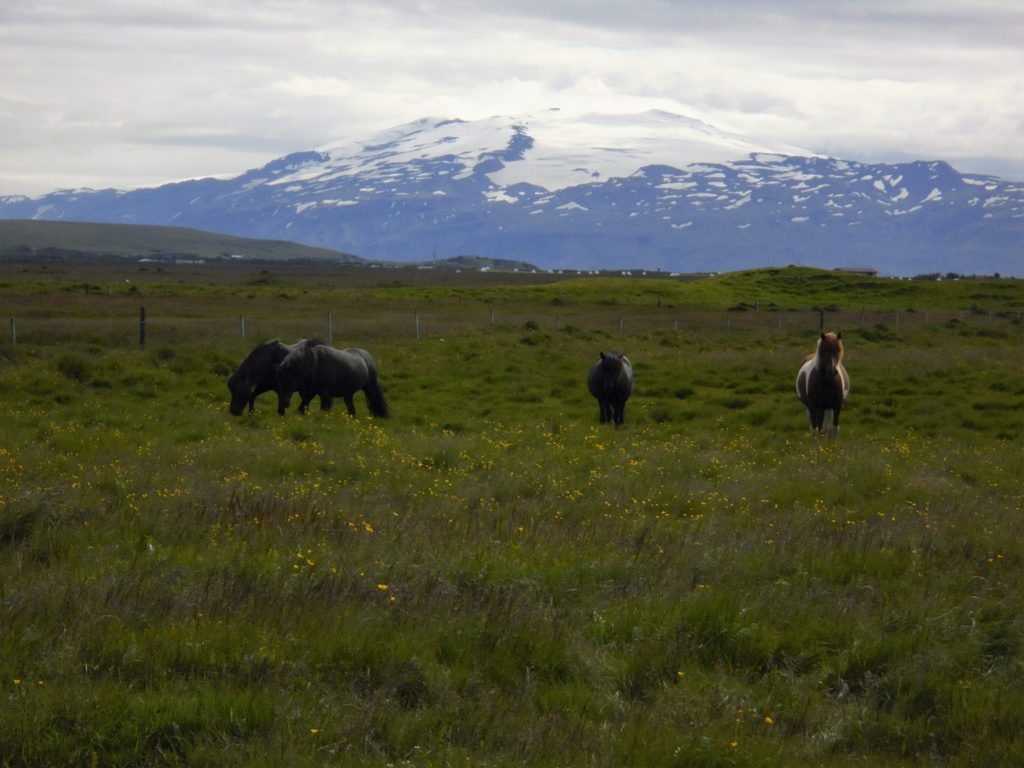 Icelandic horses in front of Eyjafjallajökull