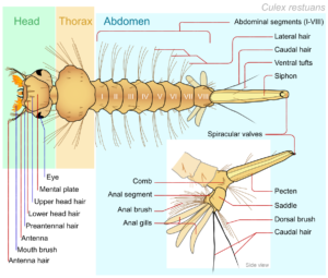 Culex restuans larvae anatomical diagram. Here you can see both the dorsal (top) view of the siphon, and the side view in the inset. 